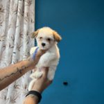 Mobile pet grooming Abu Dhabi