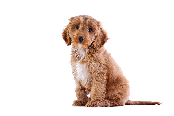 Cockapoo Puppies For Sale In Dubai