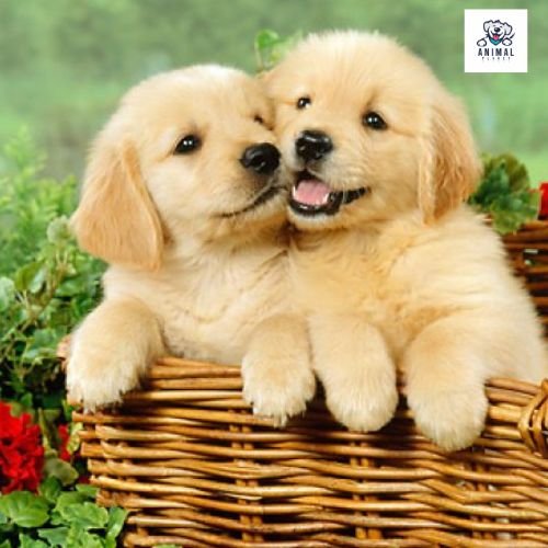 Golden Retriever Pups (2)