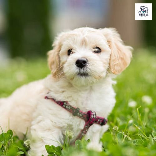 Havanese Puppies