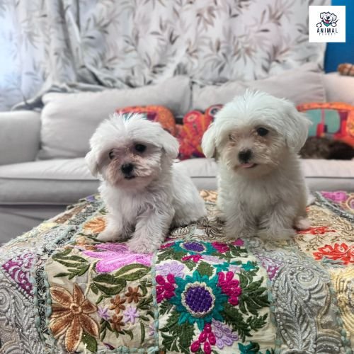 Maltese Puppies For Sale In Dubai UAE