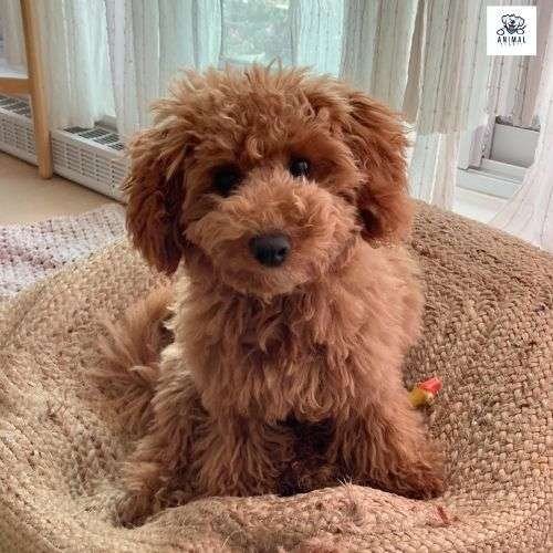 Poodle Puppies For Sale In Dubai UAE Teacup Poodle Puppies