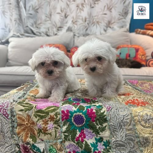 Maltese Puppies For Sale In Dubai