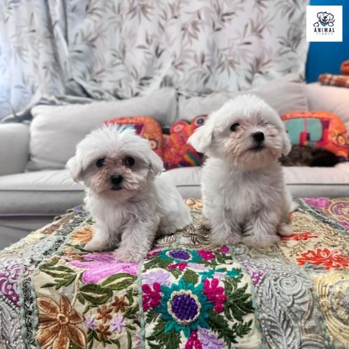 Maltese Puppies For Sale In Dubai