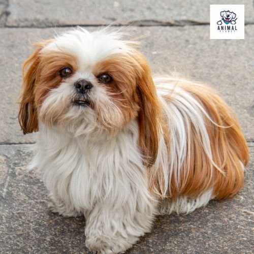 shih tzu (2)