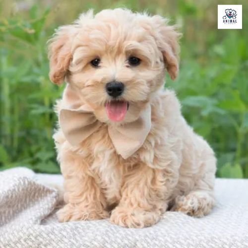 Maltipoo Puppies For Sale In Dubai