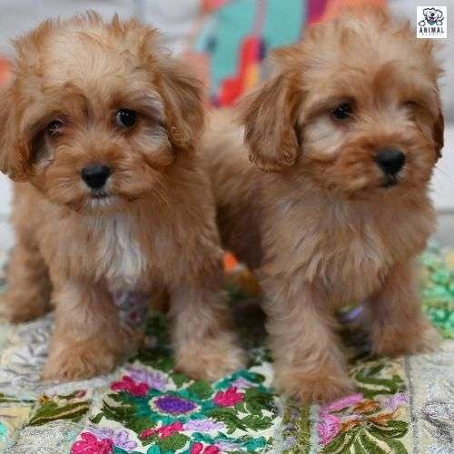 Cockapoo Female Puppies