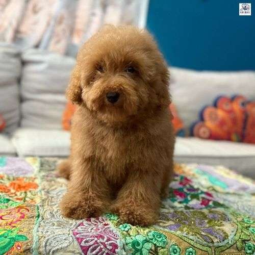 Miniature Female Poodle Puppies