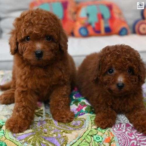 Toy Poodle Male & Female Puppies