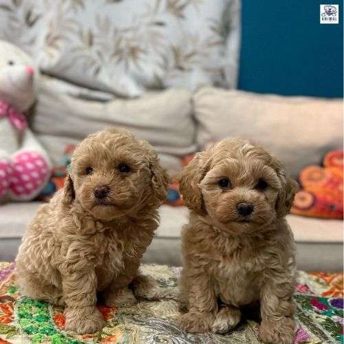 Maltipoo Puppies For Sale