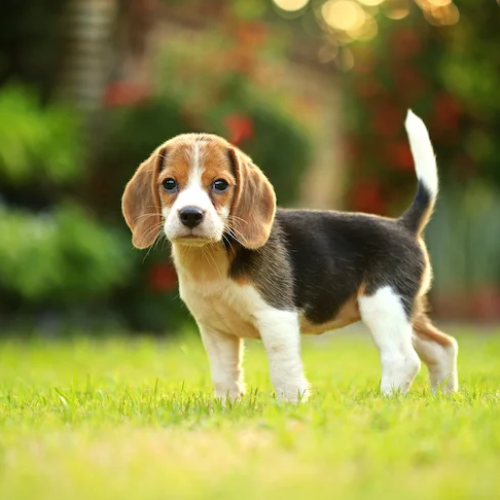 Beagle Puppies for sale in dubai uae