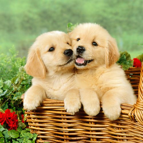 Puppies For Sale In Sharjah