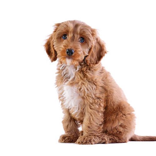Cockapoo Puppies For Sale In Dubai
